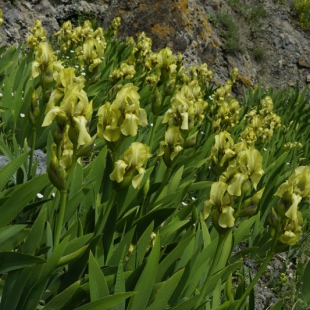 Iris imbricata